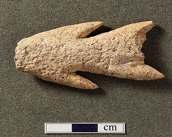 Part of a biserial barbed antler point (ie a spear or harpoon), after Conservation